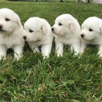great pyrenees breed puppies minepuppy